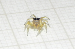 Noegus comatulus