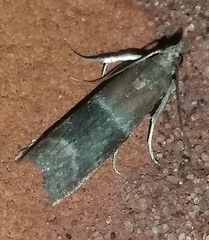 Moodna ostrinella