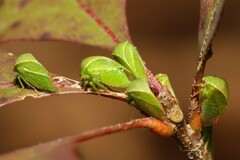 Spissistilus festinus