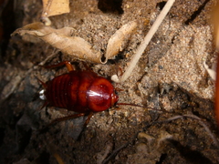 Periplaneta americana