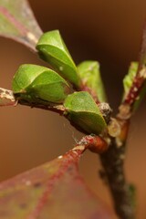 Spissistilus festinus