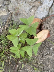 Oxalis intermedia