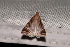 Phrataria replicataria