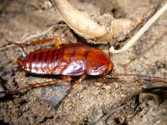 Periplaneta americana