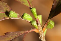 Spissistilus festinus