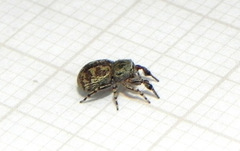 Tacuna delecta