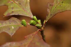 Spissistilus festinus