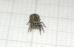 Tacuna delecta