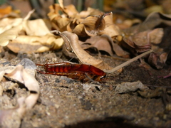 Periplaneta americana