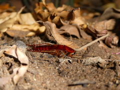 Periplaneta americana