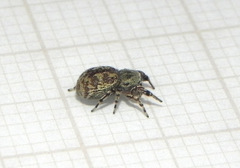 Tacuna delecta