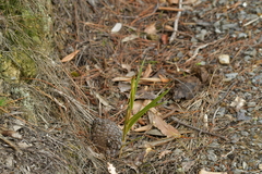 Pterostylis cardiostigma