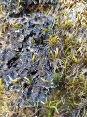 Leptochidium albociliatum