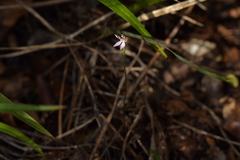 Caladenia variegata