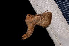 Anaxidia lozogramma