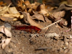 Periplaneta americana