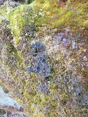 Leptochidium albociliatum