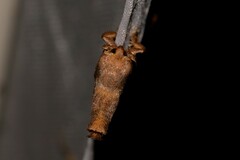 Anaxidia lozogramma