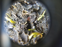 Leptochidium albociliatum