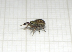 Tacuna delecta