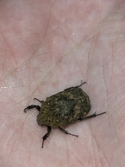 Gymnetis hebraica