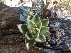 Echeveria agavoides