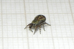 Tacuna delecta