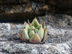 Echeveria agavoides