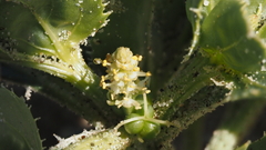 Stillingia spinulosa