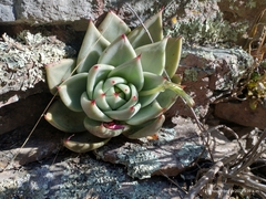 Echeveria agavoides