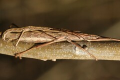 Anisomorpha ferruginea