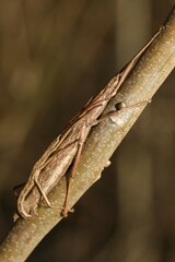 Anisomorpha ferruginea