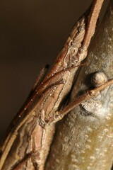 Anisomorpha ferruginea