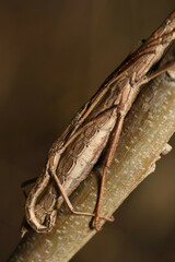 Anisomorpha ferruginea