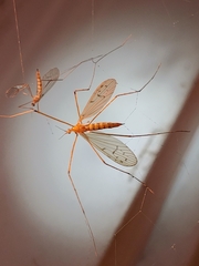 Nephrotoma ferruginea