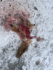 Vulpes vulpes alascensis