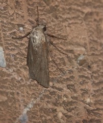Agrotis segetum