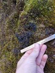 Leptochidium albociliatum