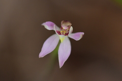 Caladenia variegata
