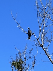 Patagioenas leucocephala