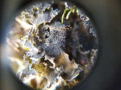 Leptochidium albociliatum