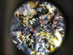 Leptochidium albociliatum