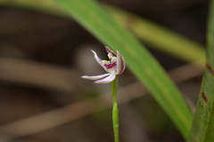 Caladenia variegata
