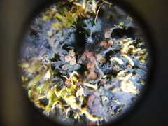 Leptochidium albociliatum