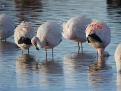 Phoenicoparrus jamesi