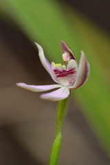Caladenia variegata