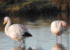 Phoenicoparrus jamesi