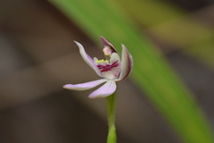 Caladenia variegata
