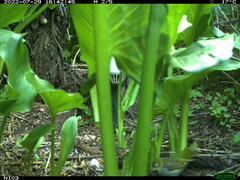 Zosterops lateralis chloronotus