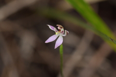 Caladenia variegata